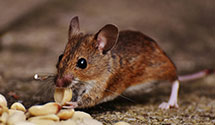 24 Hour & Emergency Exterminators in All Healing Springs, NC